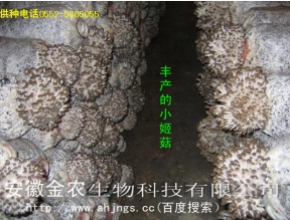 脫毒菌種“姬菇二號”